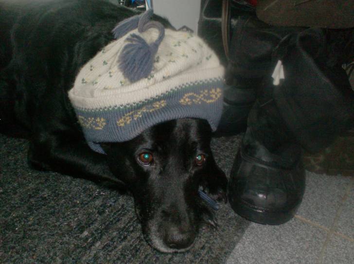 Lady - Labrador Retriever (11 ans)