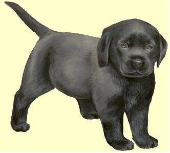 nuit sombre - Labrador Retriever Mâle (1 mois)
