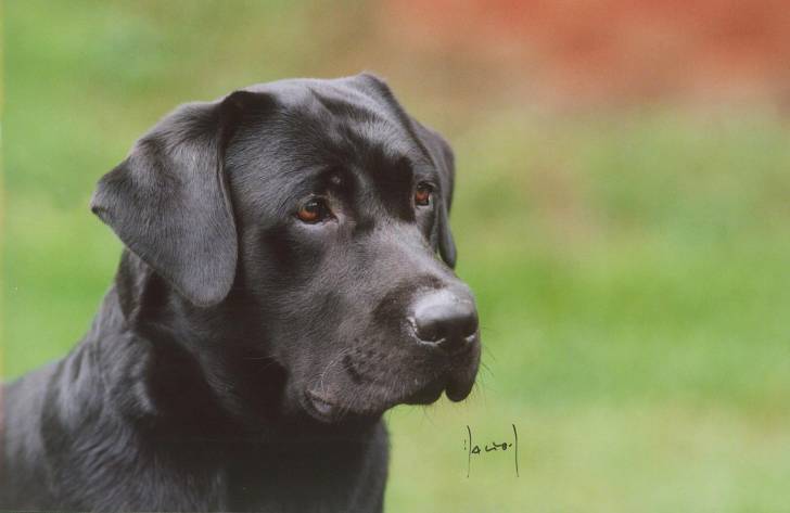Nanook - Labrador Retriever (2 ans)