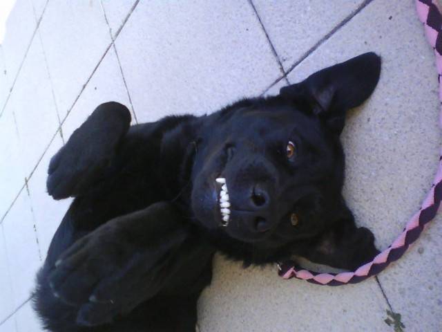 Arthur - Labrador Retriever Mâle (4 ans)