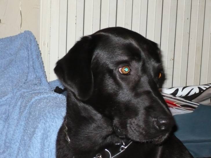 oneex - Labrador Retriever Mâle (4 ans)