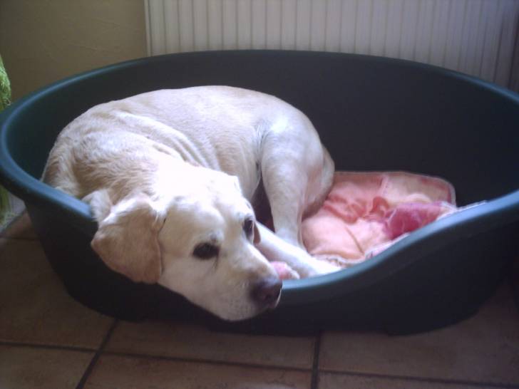 lascar - Labrador Retriever Mâle (14 ans)