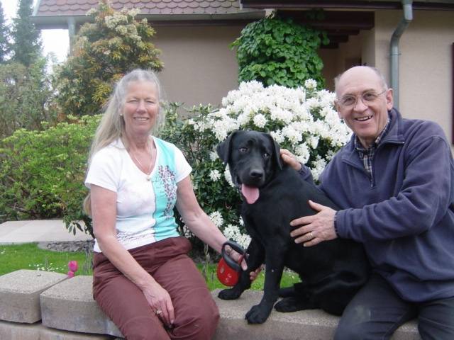 Duke - Labrador Retriever Mâle (1 an)
