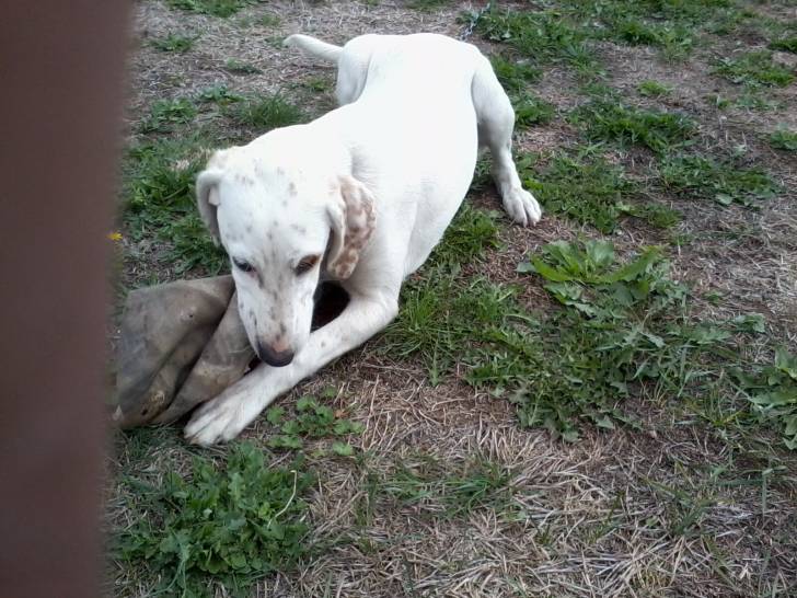 fanny - Labrador Retriever (2 ans)