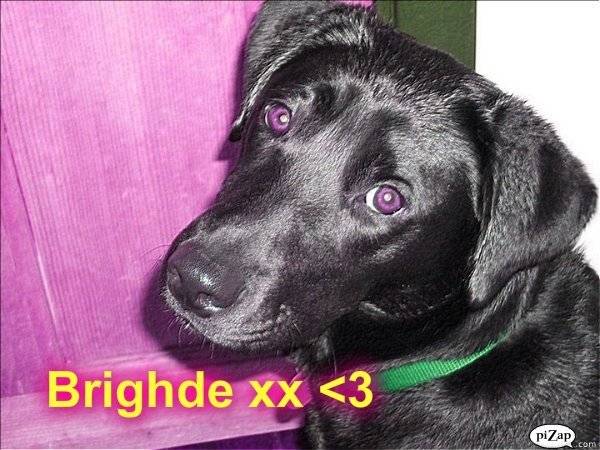 Brighde s edit xxx - Labrador Retriever (2 ans)
