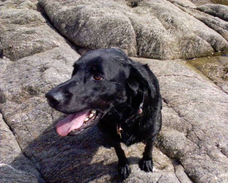 Rex - Labrador Retriever Mâle (5 ans)