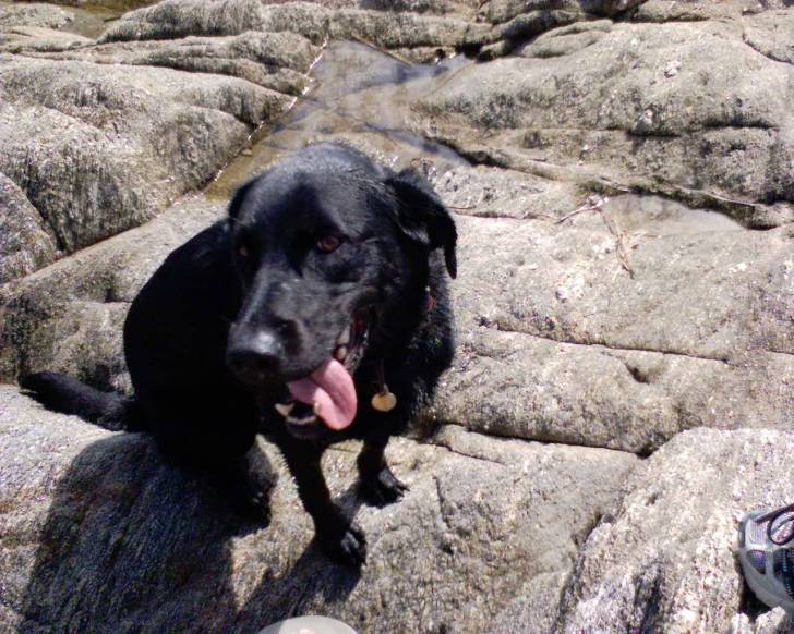 Rex - Labrador Retriever Mâle (5 ans)