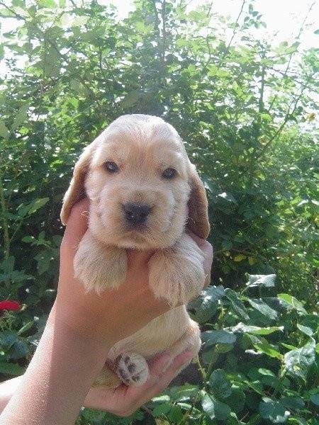 Chipie - Labrador Retriever (2 ans)