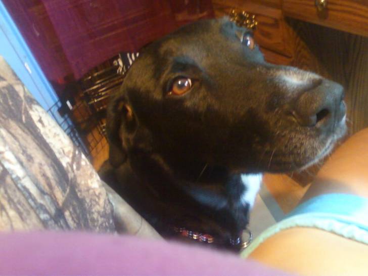 Bebe - Labrador Retriever (5 ans)