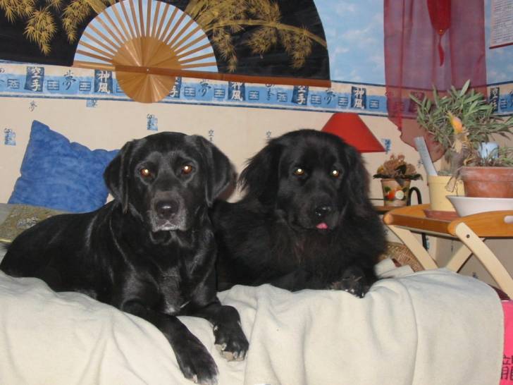 Maya - Labrador Retriever (4 ans)