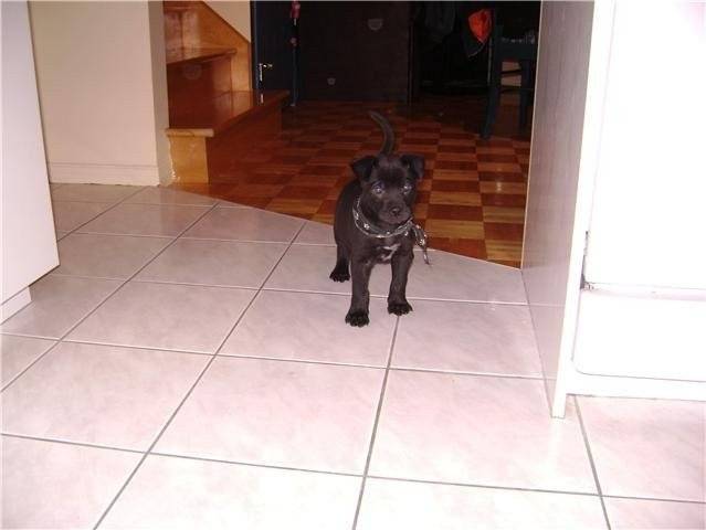 kaya - Labrador Retriever (1 an)