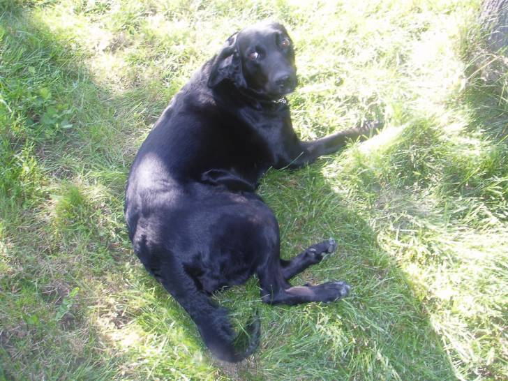 Mia - Labrador Retriever (5 ans)