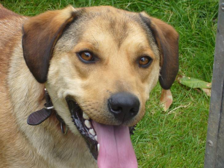 Alf - Labrador Retriever Mâle (4 ans)