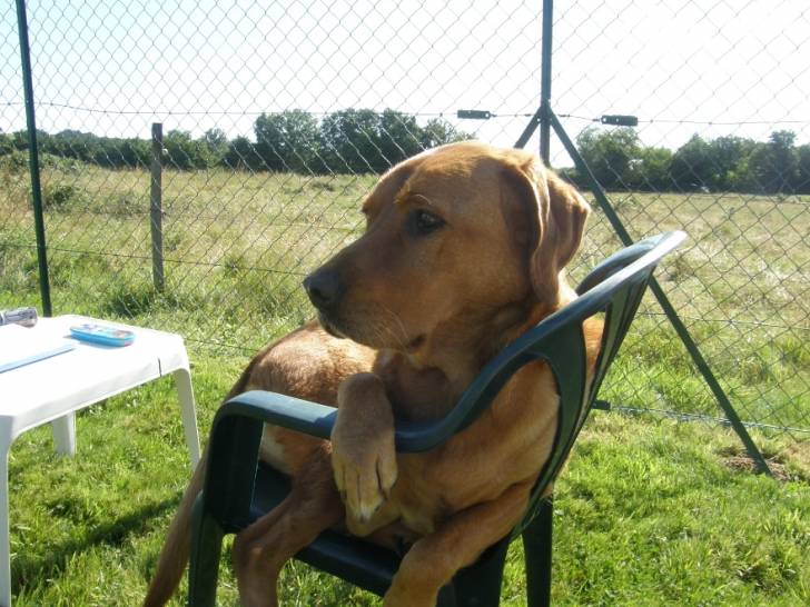 Thémis - Labrador Retriever (5 ans)