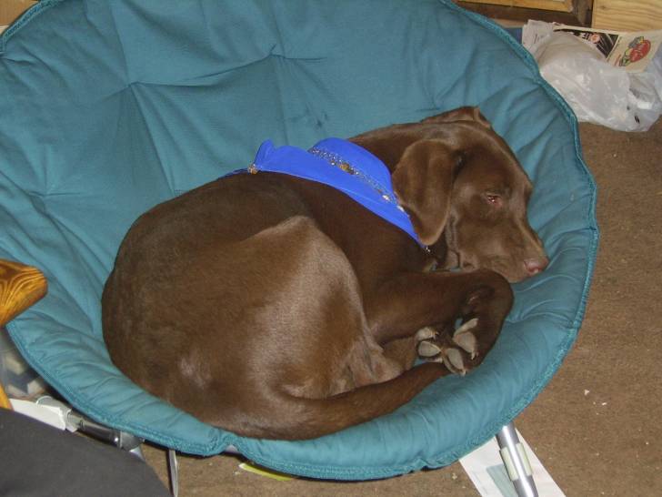 Tobey - Labrador Retriever Mâle (7 mois)