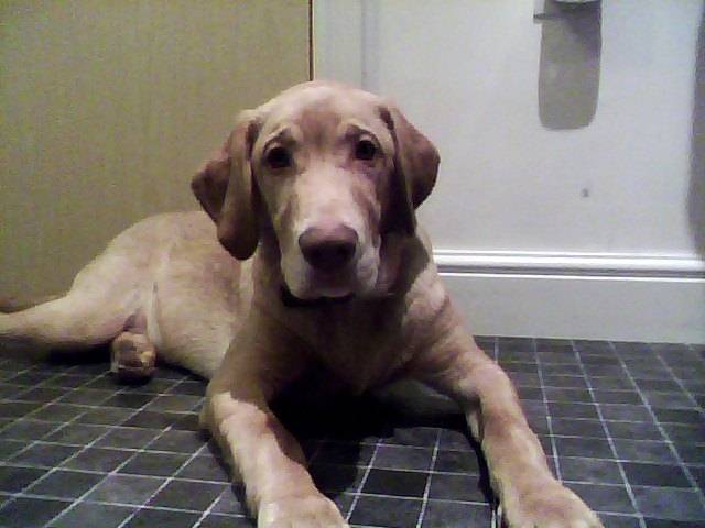 oscar - Labrador Retriever Mâle (6 mois)