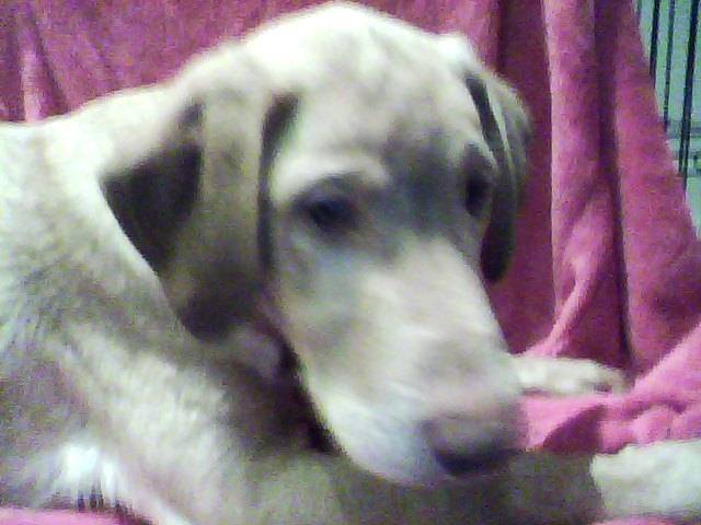 oscar - Labrador Retriever Mâle (6 mois)