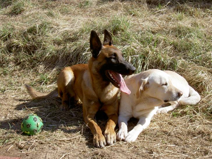 Sally - Labrador Retriever (10 ans)