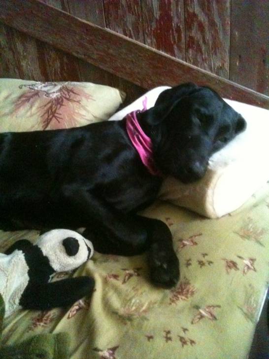 Daemon - Labrador Retriever Mâle (3 ans)