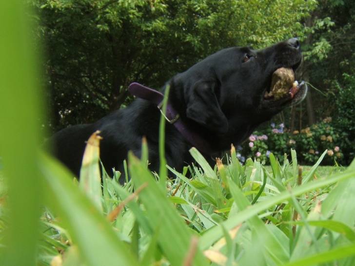 Pepper - Labrador Retriever (10 ans)