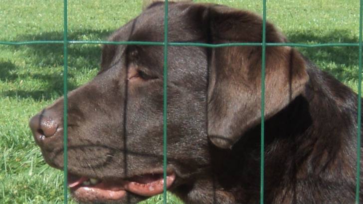 Fisska - Labrador Retriever (2 ans)