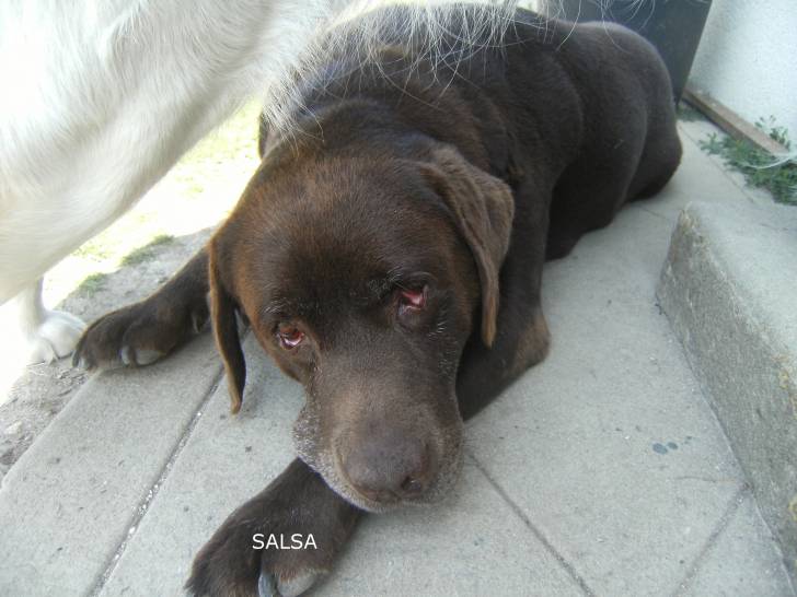 Salsa - Labrador Retriever (11 ans)