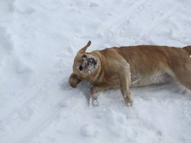 Maya - Labrador Retriever (10 ans)