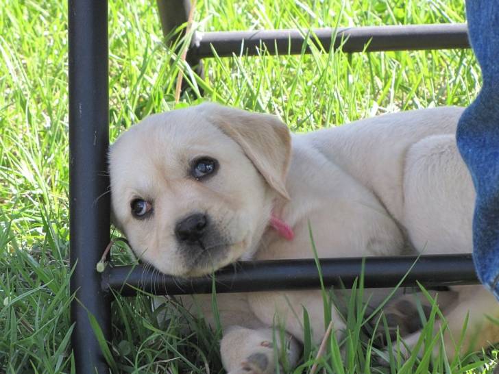 Chloe - Labrador Retriever (2 ans)