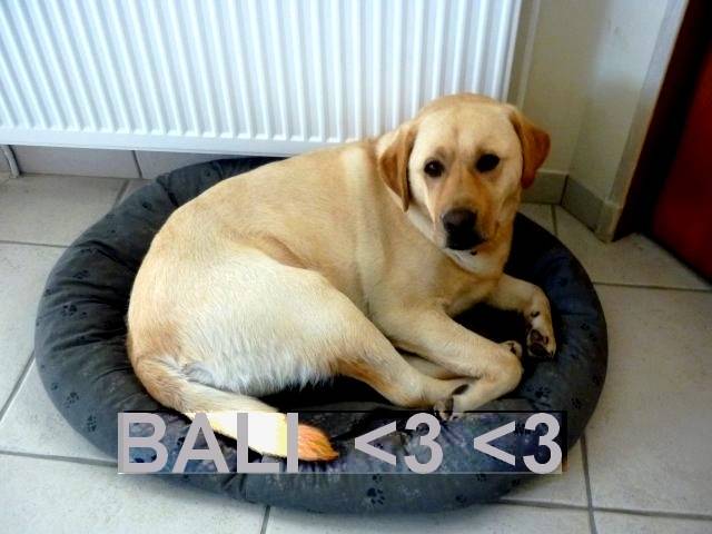 Bali - Labrador Retriever Mâle (5 ans)
