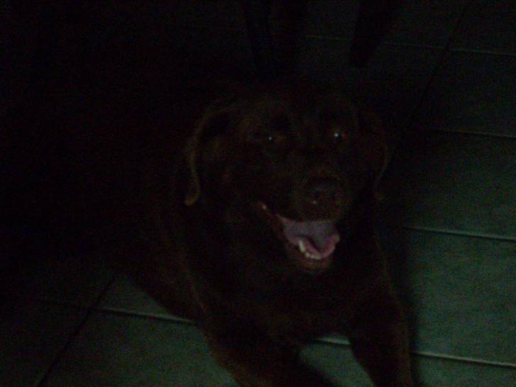 Mocca Latte - Labrador Retriever (10 ans)