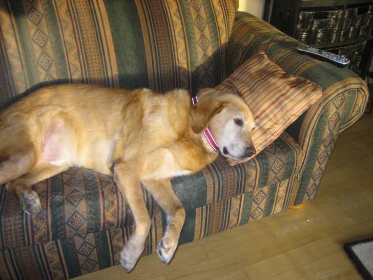 Bo - Labrador Retriever Mâle (10 ans)