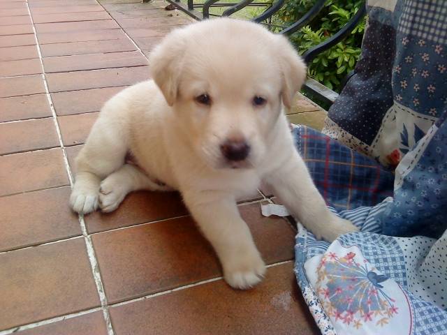 bubul - Labrador Retriever Mâle (3 mois)