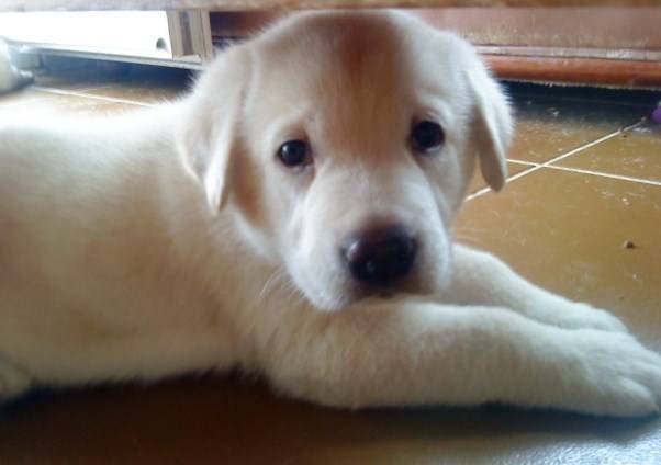 bubul - Labrador Retriever Mâle (3 mois)