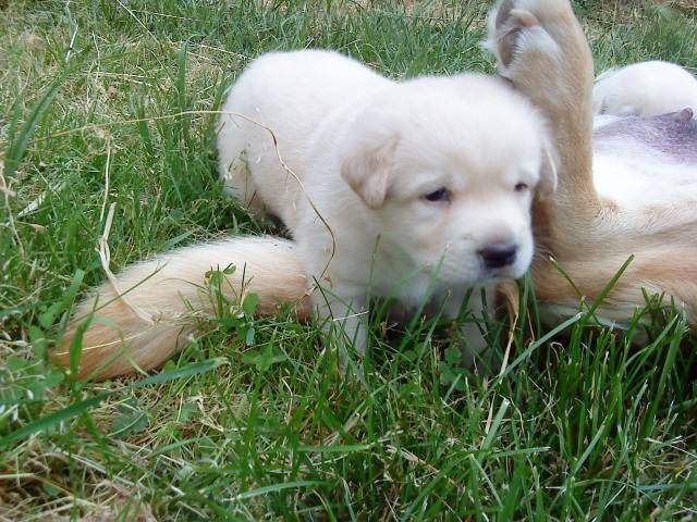 bubul - Labrador Retriever Mâle (3 mois)