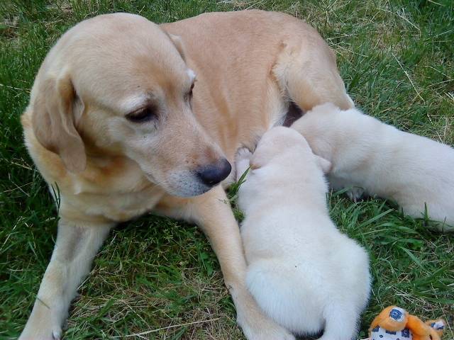 bubul - Labrador Retriever Mâle (3 mois)
