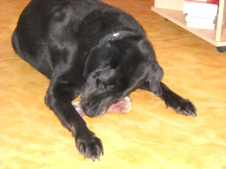 pepsie - Labrador Retriever (13 ans)