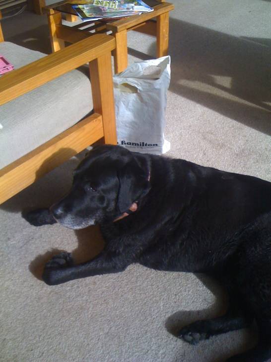 Locker - Labrador Retriever Mâle (12 ans)