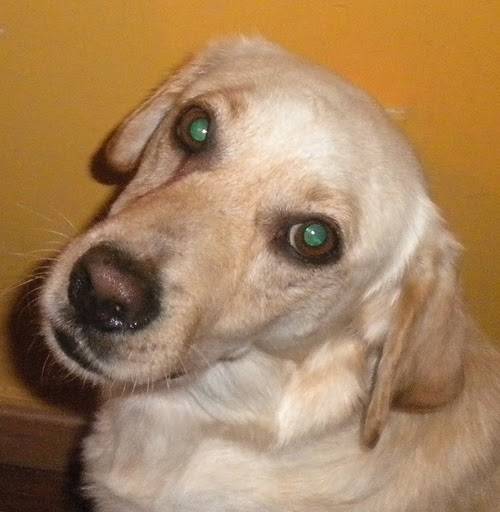 Boss - Labrador Retriever Mâle (5 ans)