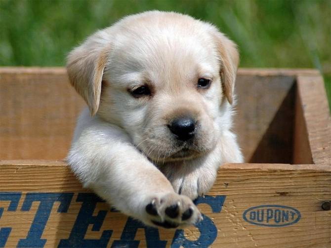 lili - Labrador Retriever (4 mois)