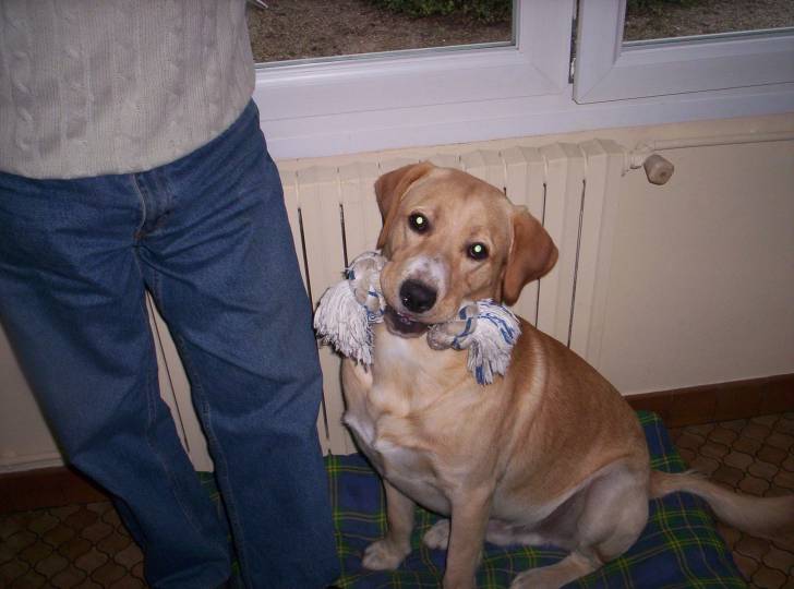 balto - Labrador Retriever Mâle (4 ans)