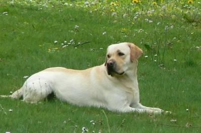 Rexie - Labrador Retriever (4 ans)