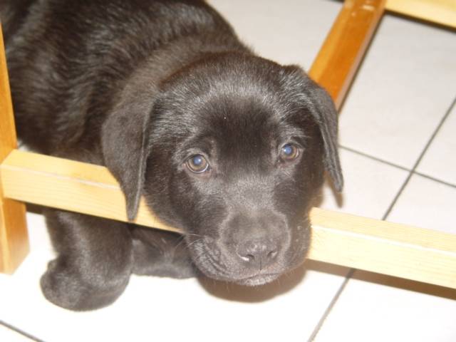 snoop - Labrador Retriever Mâle (2 ans)
