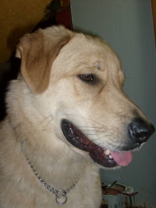 moka - Labrador Retriever Mâle (3 ans)