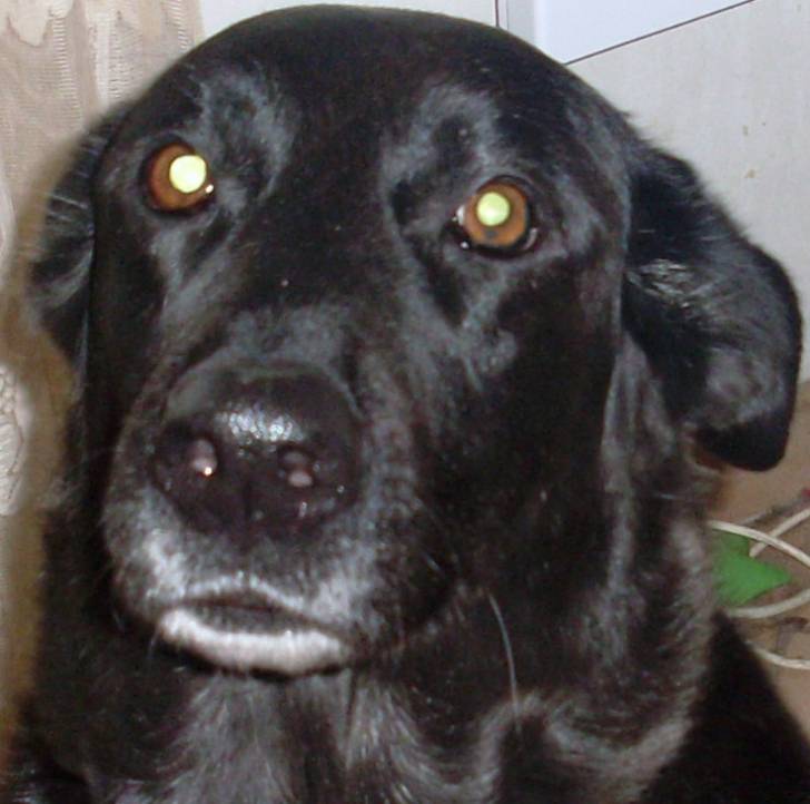 maya - Labrador Retriever (8 ans)