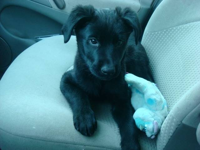 Lara - Labrador Retriever (5 mois)