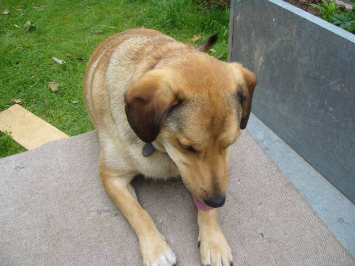 alf - Labrador Retriever Mâle (4 ans)