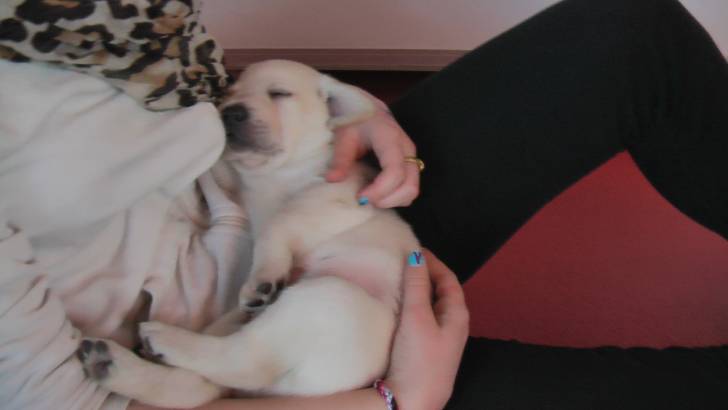 Xeros - Labrador Retriever Mâle (1 mois)