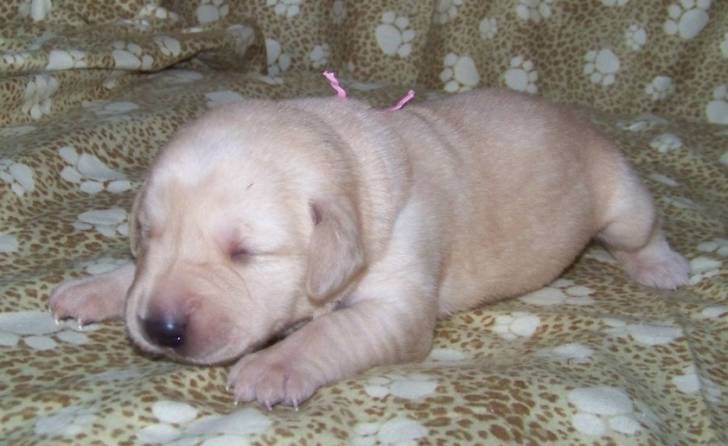 Rosa - Labrador Retriever (2 ans)