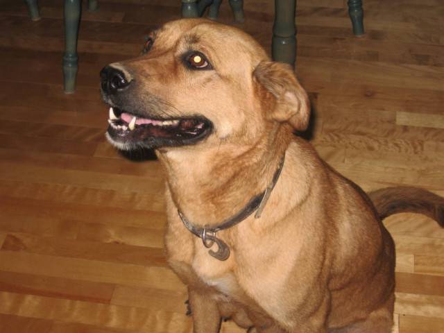 LiLi - Labrador Retriever (Autre)