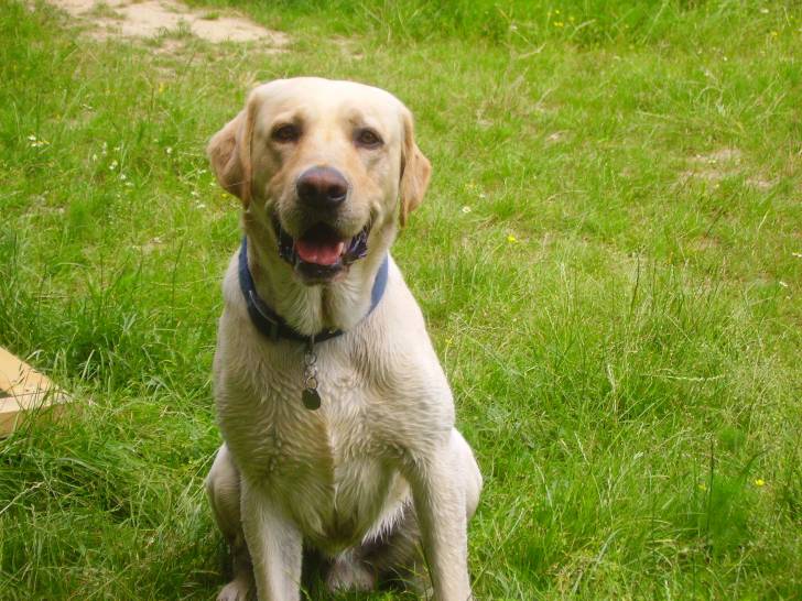 Tékila - Labrador Retriever Mâle (4 ans)